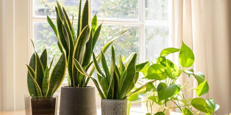 Snake Plant: The Ultimate Guide to Caring for Sansevieria