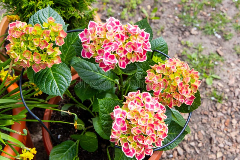 Featured Image