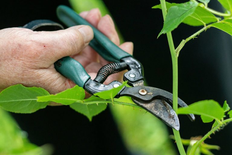 Pruning: The Key to a Healthy and Beautiful Garden